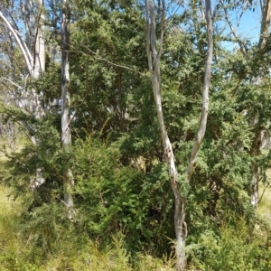 Leptospermum grandifolium at Tinderry, NSW - 27 Feb 2023 12:45 PM