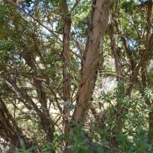 Leptospermum grandifolium at Tinderry, NSW - 27 Feb 2023