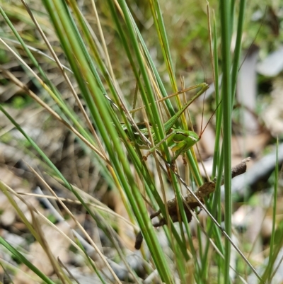 Chlorodectes montanus (Montane green shield back katydid) at Tinderry, NSW - 27 Feb 2023 by danswell