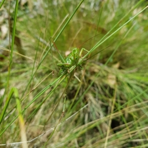 Chlorodectes montanus at Tinderry, NSW - 27 Feb 2023 12:22 PM