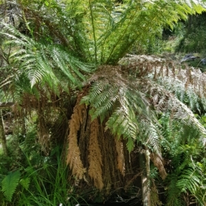 Dicksonia antarctica at Tinderry, NSW - 27 Feb 2023