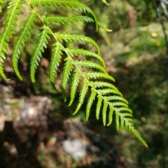 Dicksonia antarctica at Tinderry, NSW - suppressed