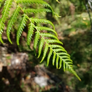 Dicksonia antarctica at Tinderry, NSW - 27 Feb 2023