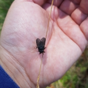 Exeretonevra sp. (genus) at Tinderry, NSW - 27 Feb 2023