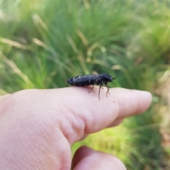 Exeretonevra sp. (genus) at Tinderry, NSW - 27 Feb 2023