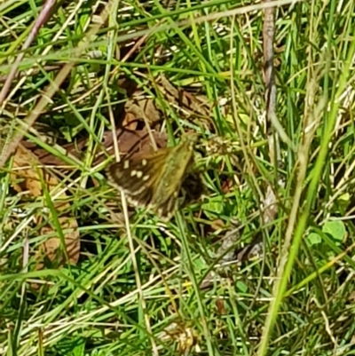 Atkinsia dominula (Two-brand grass-skipper) at Tinderry, NSW - 27 Feb 2023 by danswell