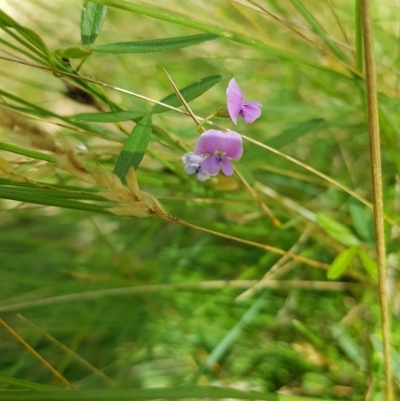 Glycine clandestina (Twining Glycine) at Tinderry, NSW - 27 Feb 2023 by danswell