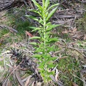 Erigeron sumatrensis at Tinderry, NSW - 27 Feb 2023