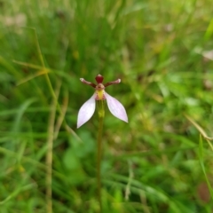 Eriochilus magenteus (Magenta Autumn Orchid) at Tinderry, NSW - 27 Feb 2023 by danswell