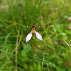 Eriochilus magenteus (Magenta Autumn Orchid) at Mt Holland - 26 Feb 2023 by danswell