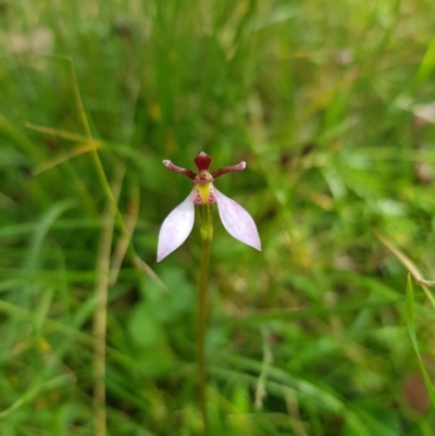 Eriochilus magenteus (Magenta Autumn Orchid) at Tinderry, NSW - 27 Feb 2023 by danswell