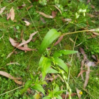 Persicaria hydropiper (Water Pepper) at Mt Holland - 26 Feb 2023 by danswell