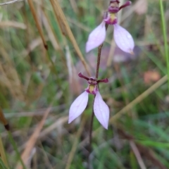 Eriochilus magenteus (Magenta Autumn Orchid) at Mt Holland - 26 Feb 2023 by danswell