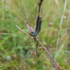 Phalaenoides tristifica (Willow-herb Day-moth) at Tinderry, NSW - 26 Feb 2023 by danswell