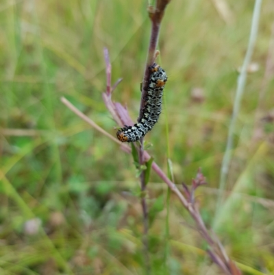 Phalaenoides tristifica (Willow-herb Day-moth) at Mt Holland - 26 Feb 2023 by danswell