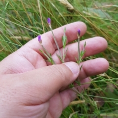 Epilobium billardiereanum (Willowherb) at Tinderry, NSW - 27 Feb 2023 by danswell