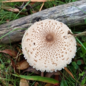 Macrolepiota clelandii at Tinderry, NSW - 27 Feb 2023