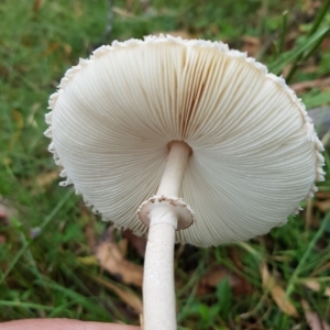 Macrolepiota clelandii at Tinderry, NSW - 27 Feb 2023 09:11 AM