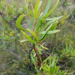 Lomatia myricoides at Tinderry, NSW - 27 Feb 2023 09:00 AM