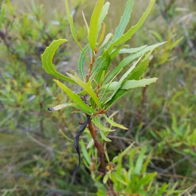 Lomatia myricoides (River Lomatia) at Tinderry, NSW - 26 Feb 2023 by danswell