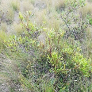 Lomatia myricoides at Tinderry, NSW - 27 Feb 2023 09:00 AM