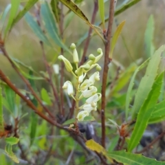 Lomatia myricoides at Tinderry, NSW - 27 Feb 2023