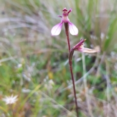 Eriochilus magenteus (Magenta Autumn Orchid) at Tinderry, NSW - 27 Feb 2023 by danswell