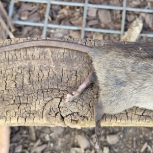 Rattus rattus at O'Connor, ACT - 27 Feb 2023