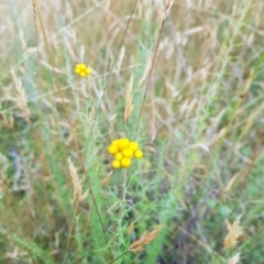 Chrysocephalum semipapposum (Clustered Everlasting) at Tinderry, NSW - 27 Feb 2023 by danswell