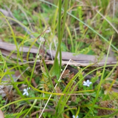 Centaurium sp. (Centaury) at Tinderry, NSW - 26 Feb 2023 by danswell