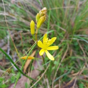 Bulbine bulbosa at Tinderry, NSW - 27 Feb 2023