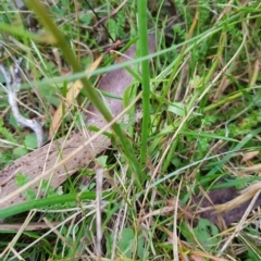 Bulbine bulbosa at Tinderry, NSW - 27 Feb 2023