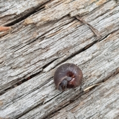 Austrochloritis (Genus) (Undescribed Austrochloritis species) at Tinderry, NSW - 26 Feb 2023 by danswell