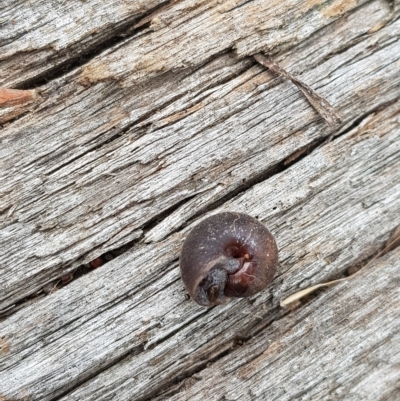 Austrochloritis (Genus) (Undescribed Austrochloritis species) at Tinderry, NSW - 27 Feb 2023 by danswell