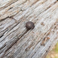 Austrochloritis (Genus) at Tinderry, NSW - 27 Feb 2023