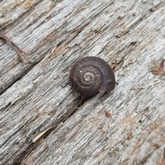 Austrochloritis (Genus) at Tinderry, NSW - 27 Feb 2023 08:18 AM