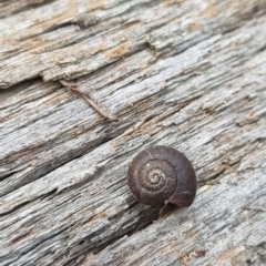 Austrochloritis (Genus) at Tinderry, NSW - 27 Feb 2023 08:18 AM