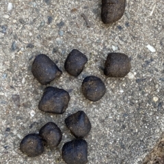 Vombatus ursinus (Bare-nosed Wombat) at Pearce, ACT - 27 Feb 2023 by George