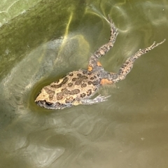Uperoleia laevigata (Smooth Toadlet) at Lower Molonglo - 27 Feb 2023 by SteveBorkowskis