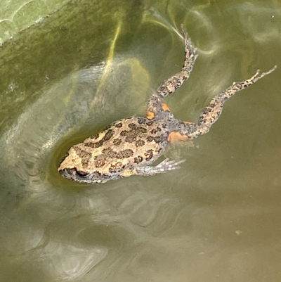 Uperoleia laevigata (Smooth Toadlet) at Lower Molonglo - 27 Feb 2023 by SteveBorkowskis