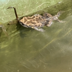 Uperoleia laevigata at Stromlo, ACT - 27 Feb 2023 10:59 AM