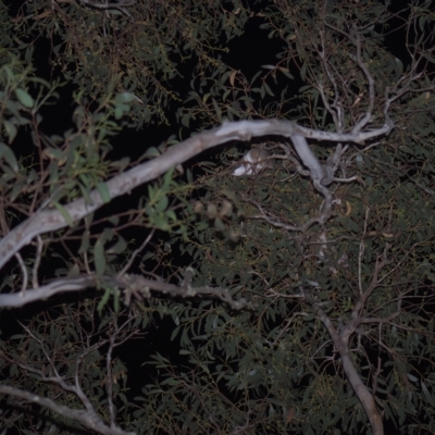 Pseudocheirus peregrinus (Common Ringtail Possum) at Mt Holland - 26 Feb 2023 by danswell