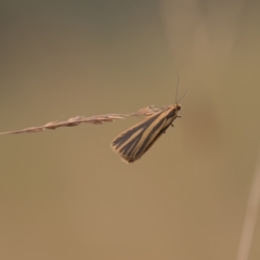 Phaeophlebosia furcifera at Tinderry, NSW - 27 Feb 2023 08:53 AM