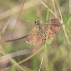 Atkinsia dominula at Tinderry, NSW - suppressed