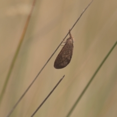 Fraus (genus) (A swift or ghost moth) at Mt Holland - 27 Feb 2023 by danswell