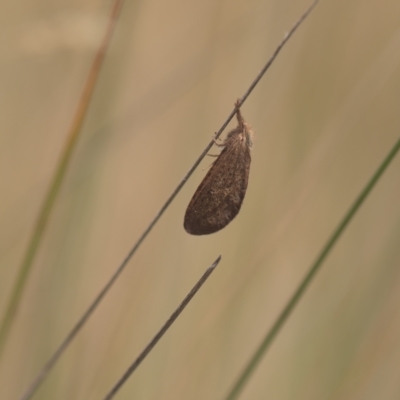 Fraus (genus) (A swift or ghost moth) at Mt Holland - 27 Feb 2023 by danswell