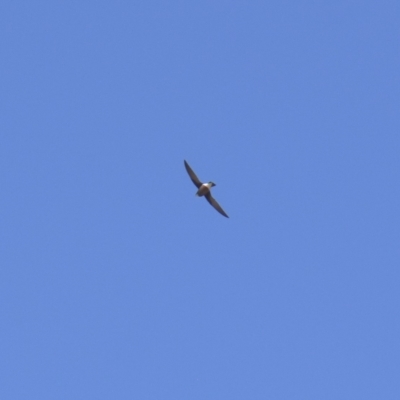 Hirundapus caudacutus (White-throated Needletail) at Mt Holland - 27 Feb 2023 by danswell