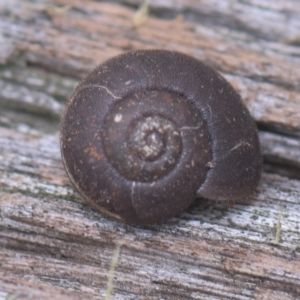 Austrochloritis (Genus) at Tinderry, NSW - 27 Feb 2023 08:21 AM