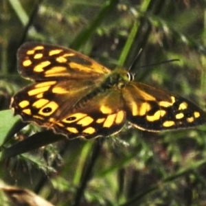 Heteronympha paradelpha at Acton, ACT - 27 Feb 2023 11:50 AM