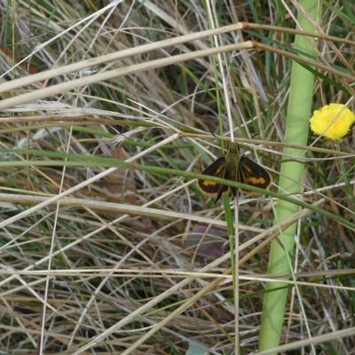 Ocybadistes walkeri (Green Grass-dart) at Belconnen, ACT - 27 Feb 2023 by JohnGiacon